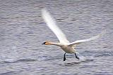 Swan Taking Flight_DSCF6021